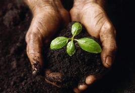 Estrume como fertilizante: características de uso, taxas de aplicação