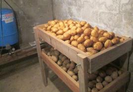 Zašto krompir crni iznutra i šta učiniti ako su sadnice smrznute