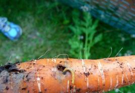 Was Sie über die Bodenbehandlung gegen Schädlinge wissen müssen