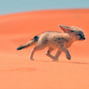 Фенек большеухая лиса — мастер по выживанию в пустыне Чем питается фенек в домашних условиях