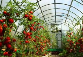 Soseska pridelkov v rastlinjaku: kaj lahko posadimo s paradižnikom?