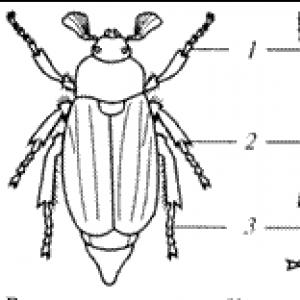 Strukturne značilnosti žuželk