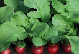 Uzgoj rotkvice u stakleniku: sorte, priprema staklenika, karakteristike poljoprivredne tehnologije Kako pravilno saditi rotkvice u stakleniku