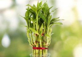 Dracaena: priežiūra, reprodukcija, auginimas namuose Dracaena angustifolia priežiūra namuose