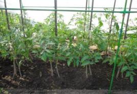 Na koju udaljenost saditi papriku prilikom sadnje u zemlju
