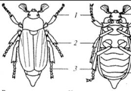 Cechy strukturalne owadów