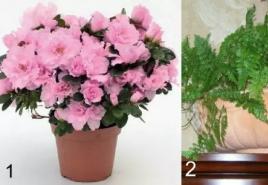 Katalog kwiatów domowych ze zdjęciami i nazwami