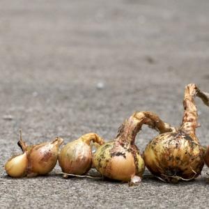 Pestovanie cibule na repe v otvorenom teréne