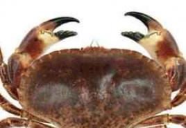 Traumdeutung: Krebsangriff.  Traumdeutung von Krabben.  Warum träumen Sie davon, dass eine Krabbe beißt und kneift?