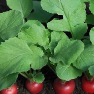 Uprawa rzodkiewki w szklarni: odmiany, przygotowanie szklarni, cechy technologii rolniczej Jak prawidłowo sadzić rzodkiewki w szklarni