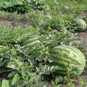 Sajenje in gojenje sadik lubenic in melon doma Ali je treba lubenice namakati pred sajenjem