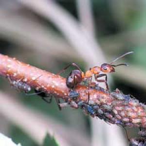 „Rozproszony mózg” rodziny mrówek
