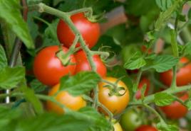 Tomaten: Pflanzen und Pflege im Freiland Tomaten im Freiland, Pflege
