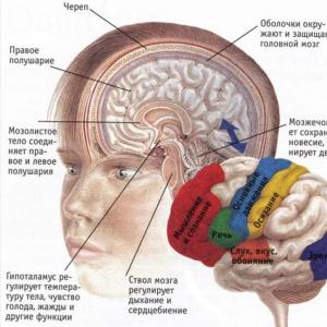 Bark možganov: Funkcije in strukture