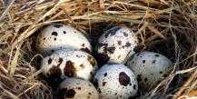 O prednostima prepeličjih jaja