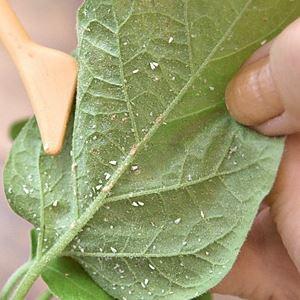 Amarai ant kambarinių gėlių: kaip jų atsikratyti?