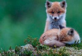 Rdeča lisica - znanilec izdaje: Razlaga sanj za moške in ženske