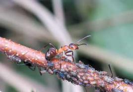 „Distribuovaný mozog“ mravčej rodiny