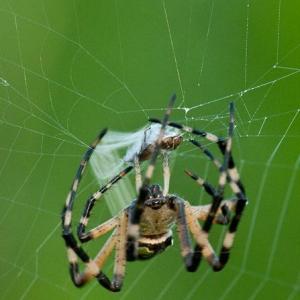 Интересные поверья и традиции, связанные с пауками