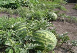 Sadnja i uzgoj presadnica lubenica i dinja kod kuće Da li je potrebno natopiti lubenice prije sadnje