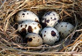 O prednostima prepeličjih jaja