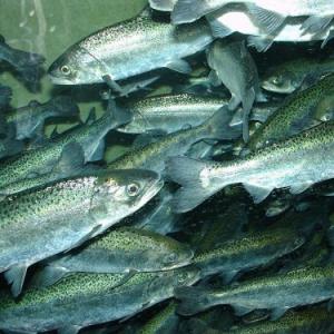 Korisna svojstva i kalorijski sadržaj lososa