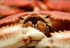 Warum träumen Sie von lebenden Krabben?