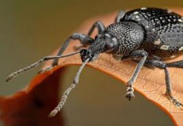 Prečo hmyz sníva: interpretácie a varovania