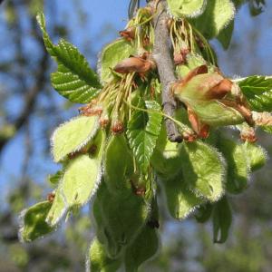 Čeľaď brestovitých (Ulmaceae)