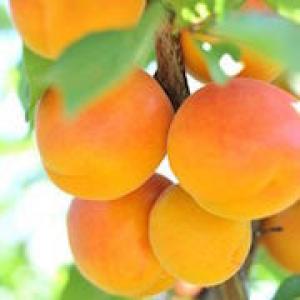 Собирать абрикосы по соннику