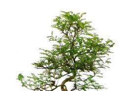 Bonsai Pepper tree (Shinus) Gojenje paprike