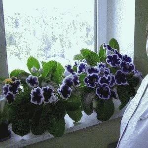 Ako sa starať o gloxíniu, aby mala veľa kvetov