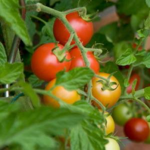 Pomidorai: sodinimas ir priežiūra atvirame lauke Pomidorai atvirame lauke, jų priežiūra