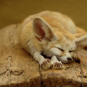 Najlepše lisice na svetu (20 fotografij)