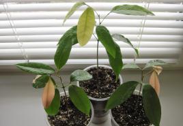 Je li moguće i kako uzgojiti drvo s plodovima iz sjemena ličija kod kuće u saksiji na prozorskoj dasci?