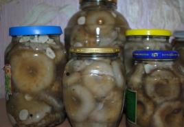 Mliečne huby marinované na zimu Ako nakladať mliečne huby - príprava a spracovanie