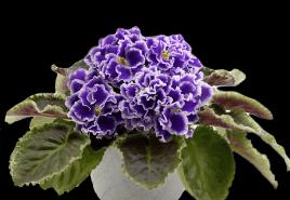 Ako zalievať fialky - predĺžte životnosť svojich obľúbených izbových kvetov
