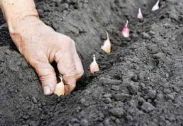Kaip auginti česnaką iš sėklų Česnakai su sėklomis, kada sėti