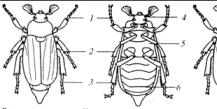 Strukturmerkmale von Insekten