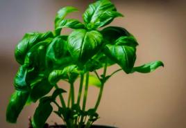 Bosiljak - uzgajanje biljke začinske arome od A do Ž