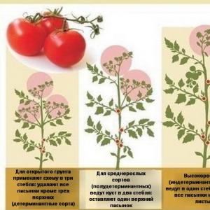 Tipy na pestovanie paradajok na otvorenom priestranstve Starostlivosť o paradajky a pestovanie na otvorenom priestranstve