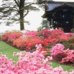 Starostlivosť o rododendrony na jeseň a príprava na zimu