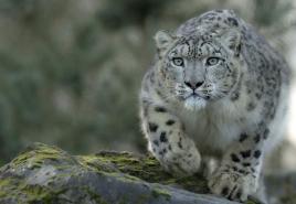 Leopard sporočilo. Irbis (snežni leopard). Snežni leopard: kjer živi v naravi