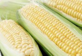 Kukurūzai - naudingos daržovės savybės ir kokį pavojų jie gali sukelti?
