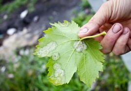 Kako zdraviti grozdje jeseni proti pepelasti plesni Pepelasta plesen na grozdju, kaj storiti