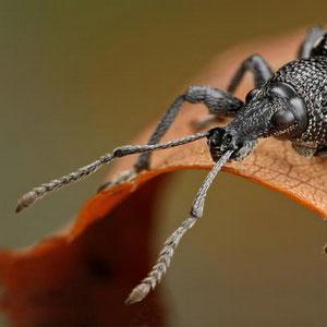 Prečo hmyz sníva: interpretácie a varovania