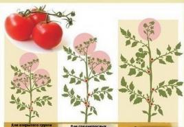 Wskazówki dotyczące uprawy pomidorów w otwartym terenie Pielęgnacja i uprawa pomidorów w otwartym terenie