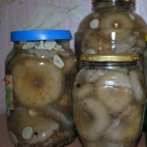 Mliječne gljive marinirane za zimu Kako kiseliti mliječne gljive - priprema i prerada