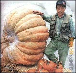 Die längste Karotte der Welt. Größte Kartoffel