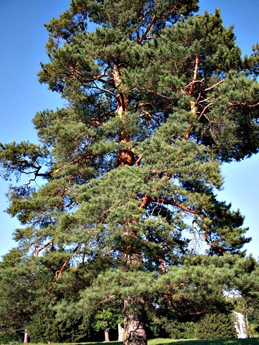Виды Деревьев В Москве Фото И Названия